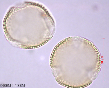 Laurentia longiflora - lame n° 28903